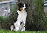 BERGER AUSTRALIEN - ADULT & PUPPY 124